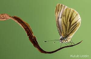 Society of International Nature and Wildlife Photographers